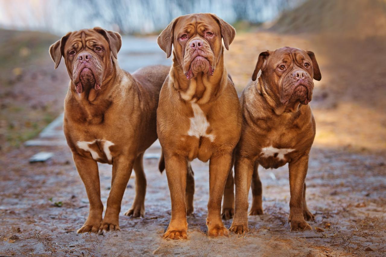 Tout Savoir Sur Le Dogue De Bordeaux