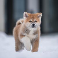 Chiot Akita Inu dans la neige