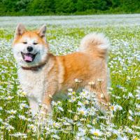 Akita Inu dans un champ de fleurs