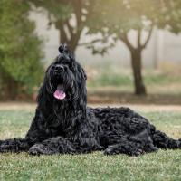 Black Russian Terrier couché sur l'herbe