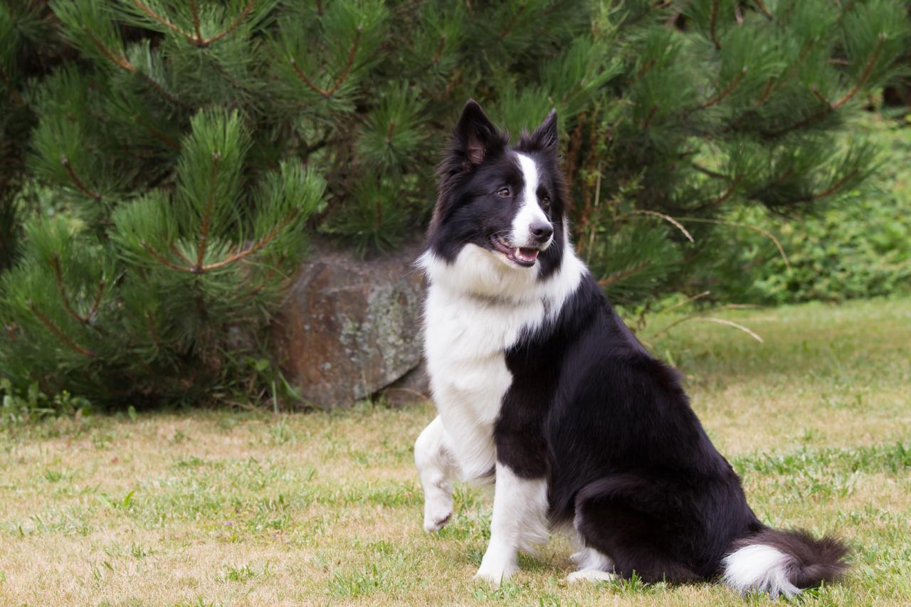 Tout savoir sur le Border Collie