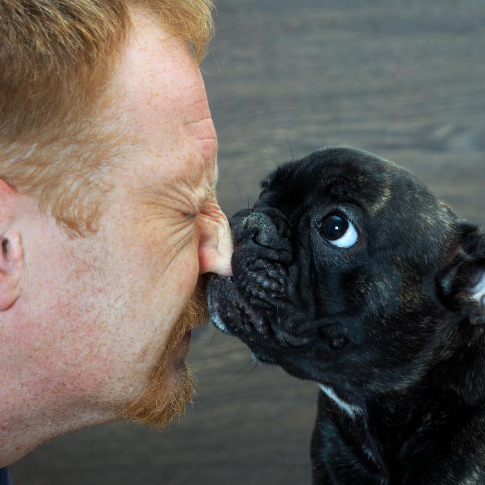 Chiot Bouledogue Francais Avec Son Maitre