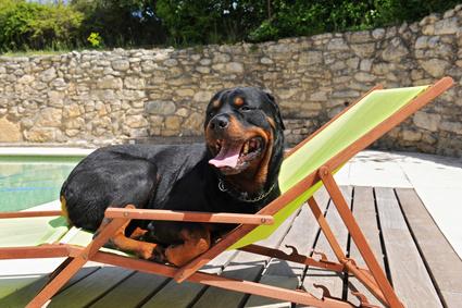 Tout Savoir Sur Le Rottweiler