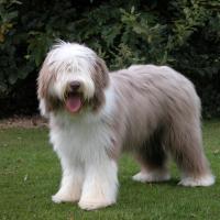 Chiot Bearded Collie