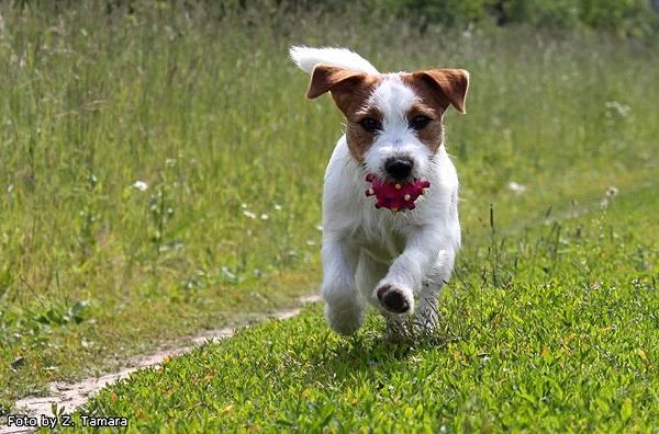 Tout Savoir Sur Le Parson Russell Terrier