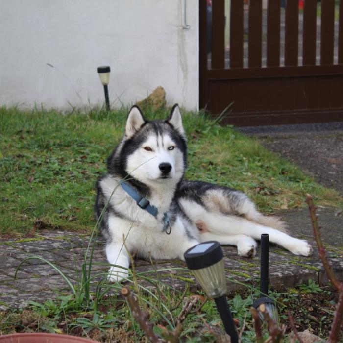 Farouk Au Repos Bien Merite