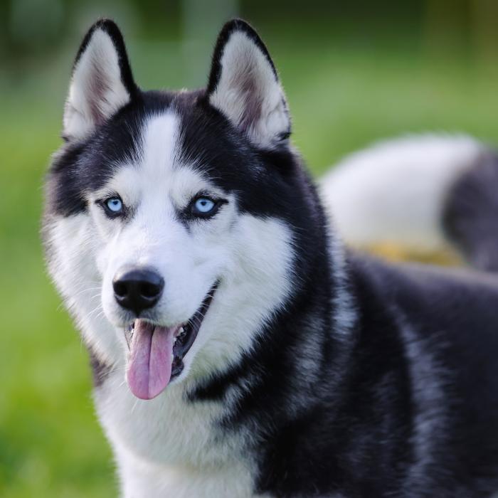 Tout Savoir Sur Le Husky Siberien