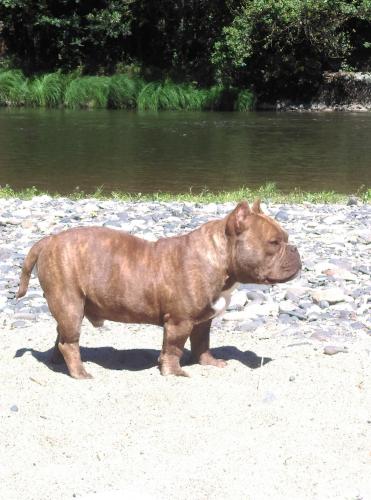 chiots bully américains fauve