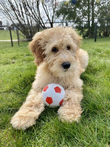 Tout savoir sur le Goldendoodle