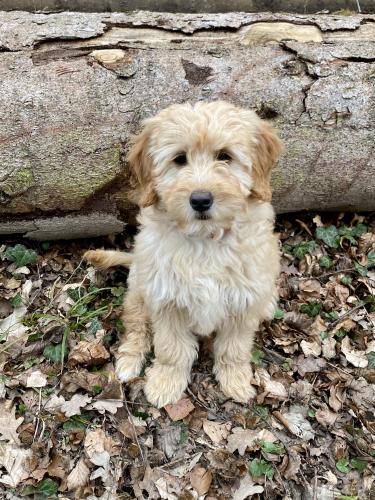 Tout savoir sur le Goldendoodle