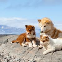 Maman Chien du Groenland avec ses deux chiots