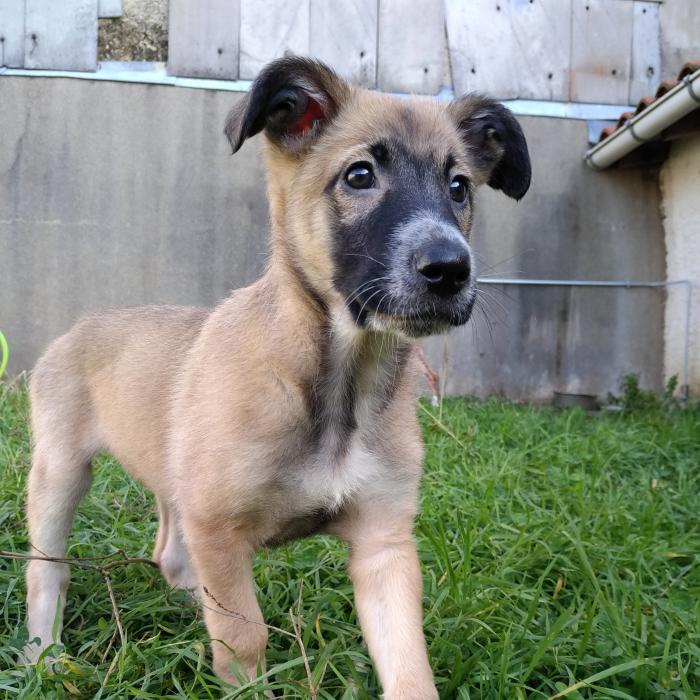 Pat Malinois Croise Beauceron