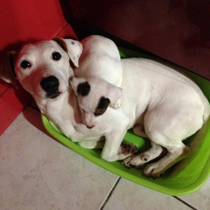 Snoopy Et Son Chiot Le Jack Russel De Philippe