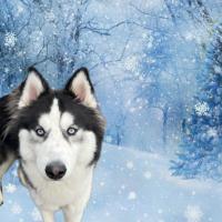 Wolf, le Husky de André, sur un magnifique fond de neige