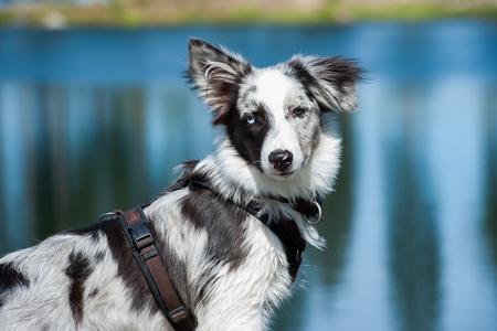 Harnais pour chien en cuir véritable durable réglable pour grands chiens  Contrôle rapide avec poignée Accessoires pour animaux domestiques pour
