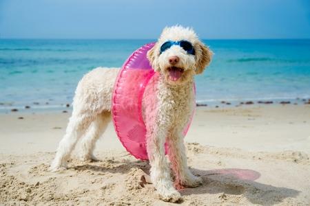 Informations sur les plages qui autorisent les chiens