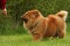 Chow chow debout adobestock 15953451