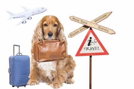 Voyager en avion avec un chien : conseils, prix, etc.