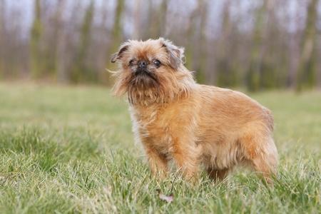 Griffon bruxellois chiot nature adobestock 15050521