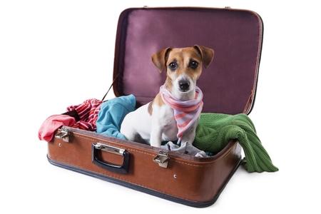 Vacance avec son chien : précautions, destinations, activités