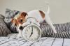 Jack russell horloge adobestock 338882288