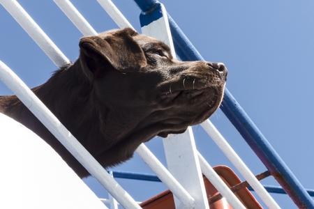 Voyager en bateau avec un chien : préparations, équipements, prix