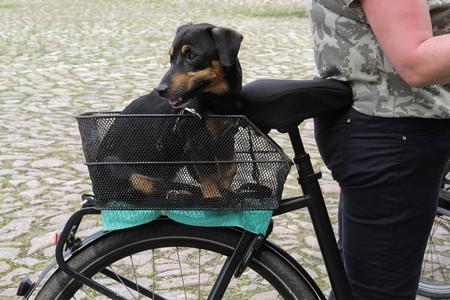 Panier de transport de vélo pour chien de moins de 7 kilos