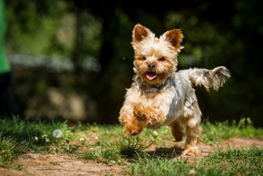 Tout savoir sur le Yorkshire Terrier